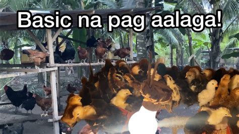 nag aalaga ng manok in english